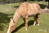 https://images.listonce.com.au/custom/160x/listings/25-osheas-road-christmas-hills-vic-3775/533/01812533_img_16.jpg?kY_m35UYldU