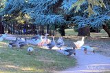 https://images.listonce.com.au/custom/160x/listings/2582-daylesford-road-malmsbury-vic-3446/331/01479331_img_09.jpg?bzCB_AFVUuU