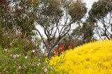 https://images.listonce.com.au/custom/160x/listings/280-mine-road-cottles-bridge-vic-3099/172/01737172_img_16.jpg?QuPDfH2bWFU