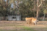 https://images.listonce.com.au/custom/160x/listings/31-kinsellas-lane-woodend-vic-3442/842/01897842_img_15.jpg?BiKJKCdVi9s