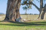 https://images.listonce.com.au/custom/160x/listings/396-sullivans-road-millbrook-vic-3352/669/01706669_img_16.jpg?qkKAtmlouDk
