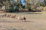 https://images.listonce.com.au/custom/160x/listings/4-roberts-road-welshmans-reef-vic-3462/665/01726665_img_11.jpg?d4ERefqeDNs