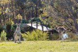 https://images.listonce.com.au/custom/160x/listings/40-wurundjeri-lane-smiths-gully-vic-3760/582/01816582_img_04.jpg?jk3Qf7HNcn0