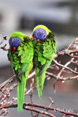 https://images.listonce.com.au/custom/160x/listings/493-arthur-street-eltham-vic-3095/254/01771254_img_21.jpg?00qlNBJeKiU