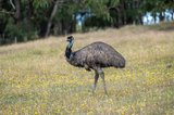https://images.listonce.com.au/custom/160x/listings/50-crombie-road-lilydale-vic-3140/528/01901528_img_16.jpg?4b1WebO2g30