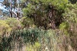 https://images.listonce.com.au/custom/160x/listings/6-taylor-road-hurstbridge-vic-3099/382/01480382_img_19.jpg?iese9O-HsLQ