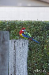 https://images.listonce.com.au/custom/160x/listings/62-rymer-avenue-safety-beach-vic-3936/642/01768642_img_23.jpg?esY17crCDTs