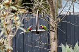 https://images.listonce.com.au/custom/160x/listings/7-lorikeet-court-leopold-vic-3224/176/01627176_img_20.jpg?CHZiYrVCGVQ