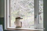 https://images.listonce.com.au/custom/160x/listings/74-research-warrandyte-road-research-vic-3095/793/01948793_img_21.jpg?bRqUJJKWMVk