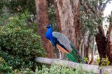 https://images.listonce.com.au/custom/160x/listings/875-arthurs-creek-road-arthurs-creek-vic-3099/888/01984888_img_25.jpg?JTlwWF131Uc