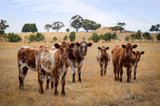 https://images.listonce.com.au/custom/160x/listings/9-stag-road-allendale-vic-3364/284/01637284_img_20.jpg?C7rC5KWSnxE