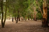 https://images.listonce.com.au/custom/160x/listings/99-bells-road-smythes-creek-vic-3351/354/00884354_img_12.jpg?9ME9wfRGyhU