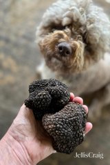 https://images.listonce.com.au/custom/160x/listings/black-cat-truffles-howards-road-wattle-flat-vic-3352/097/01855097_img_03.jpg?6nZMPieCGjo