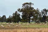 https://images.listonce.com.au/custom/160x/listings/lot-1y-amphitheatre-road-raglan-vic-3373/153/01423153_img_04.jpg?rjNTCiASYzw