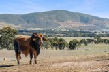 https://images.listonce.com.au/custom/160x/listings/lot-8-ben-major-track-mount-lonarch-vic-3468/266/01701266_img_01.jpg?iN-jonzDkrw