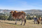 https://images.listonce.com.au/custom/160x/listings/lot-8-ben-major-track-mount-lonarch-vic-3468/266/01701266_img_15.jpg?onwhYFPocKU