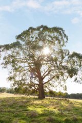 https://images.listonce.com.au/custom/160x/listings/lot-86-surface-hill-lane-raglan-vic-3373/825/01253825_img_11.jpg?chellkXoGNg