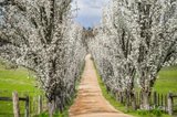 https://images.listonce.com.au/custom/160x/listings/raxton-hall-79-manns-road-kyneton-vic-3444/441/01808441_img_16.jpg?9B3pAW2qRec