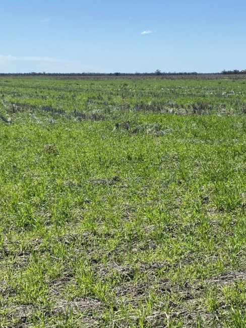 1195 Mercadool Road, WALGETT NSW 2832