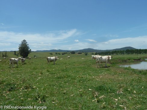 148 Collins Creek Road, KYOGLE NSW 2474