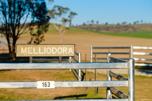163 Plunkett Road, BOWNA NSW 2644