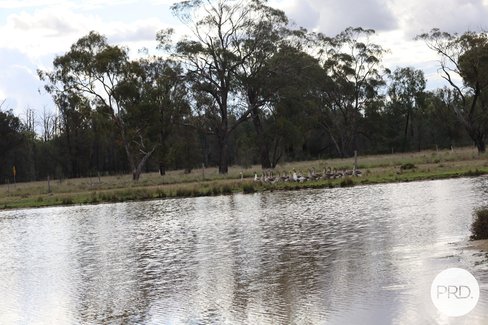 3025 Pilliga Road, CUTTABRI NSW 2388