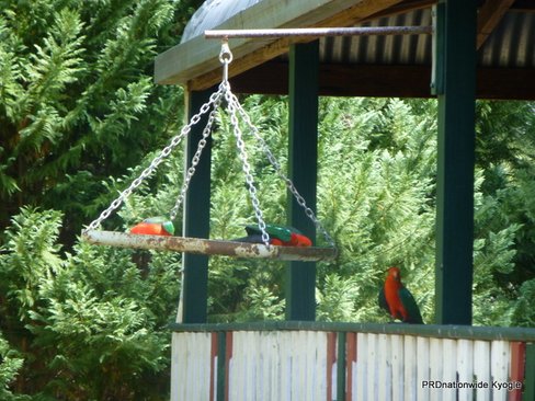 936 Roseberry Creek Road, ROSEBERRY CREEK NSW 2474