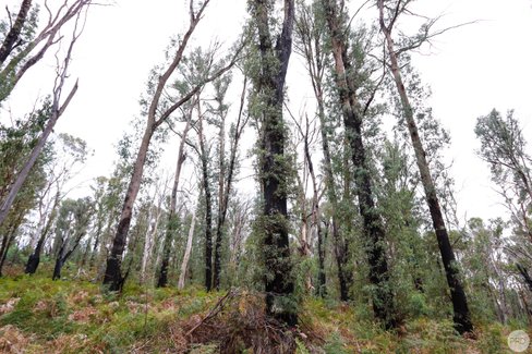 Lot 573 Batlow Road, WILLIGOBUNG NSW 2653