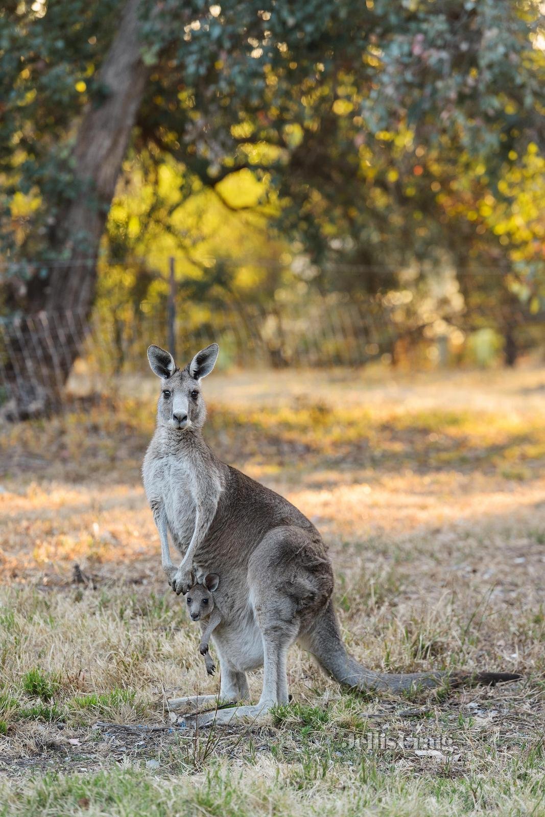 10-20 Mooney Road, Yarrambat image 15