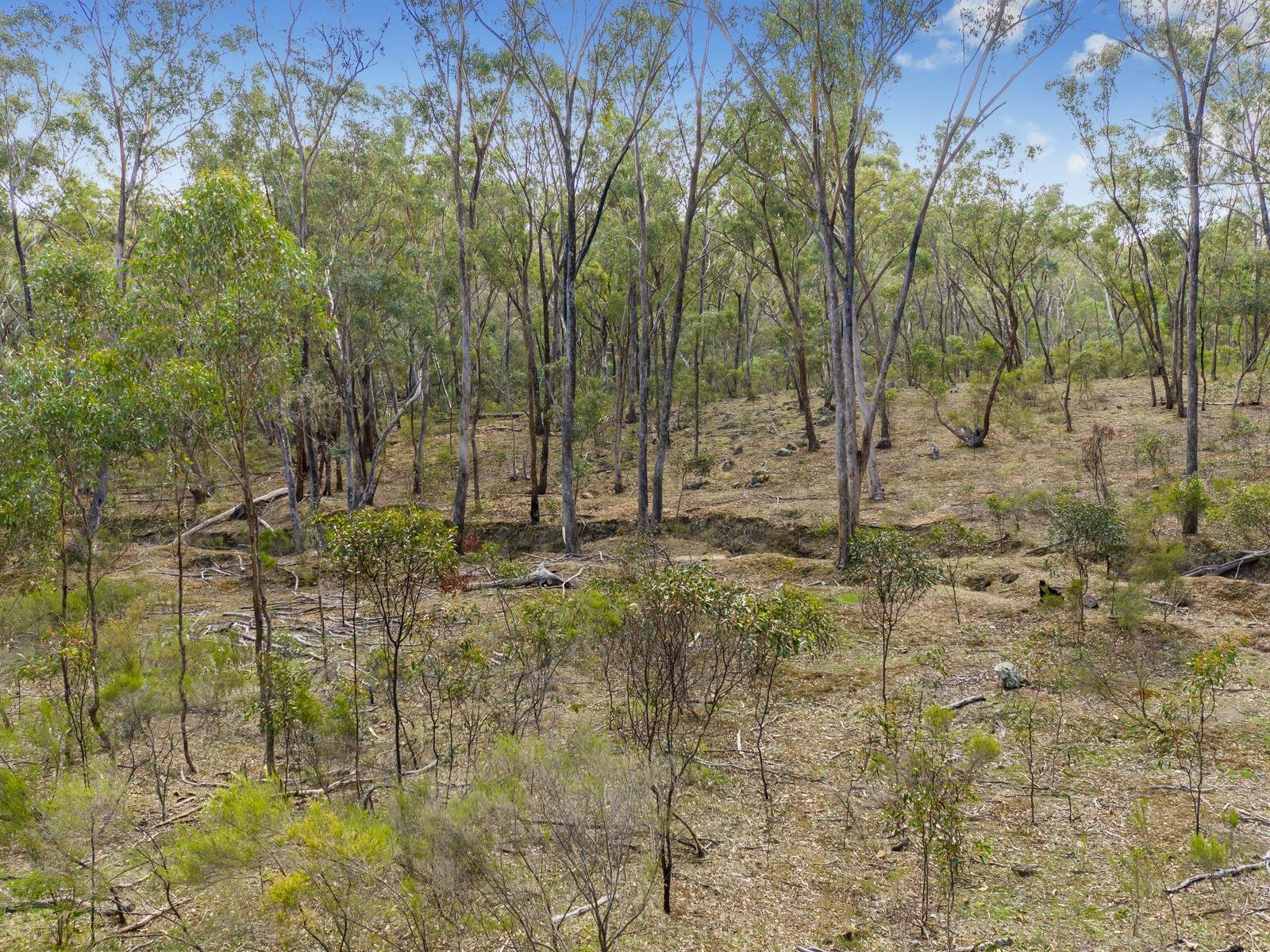 103 Morris Track, Campbells Creek image 4