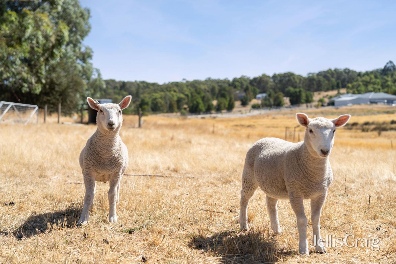 115 Careys Road, Scarsdale image 9