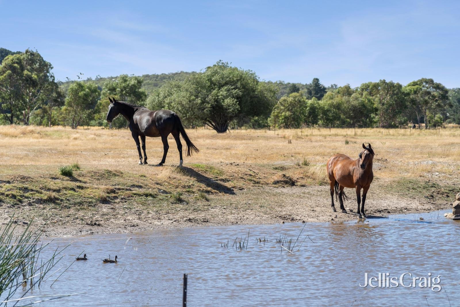115 Careys Road, Scarsdale image 10