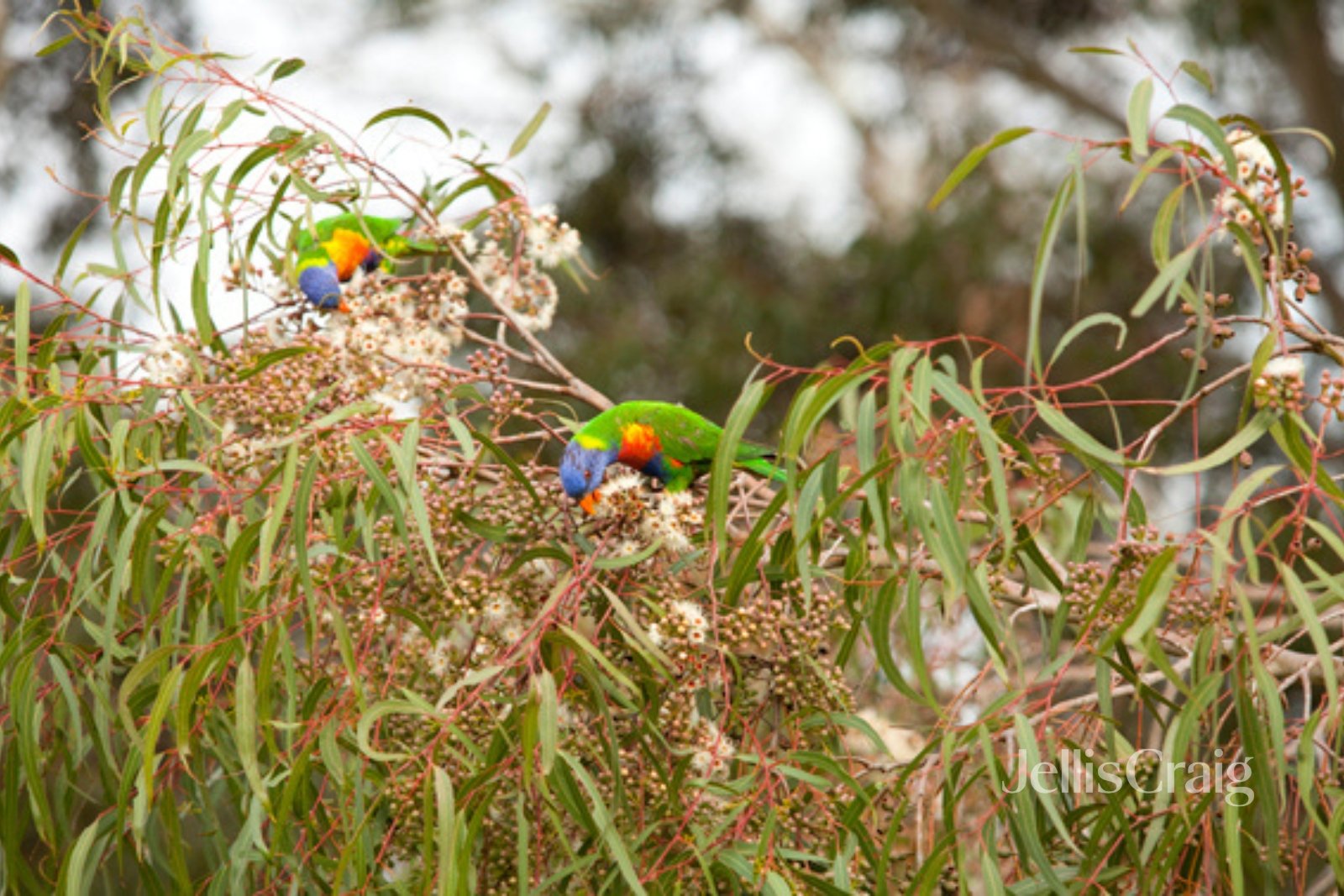 13 Nova Circuit, Bundoora image 15