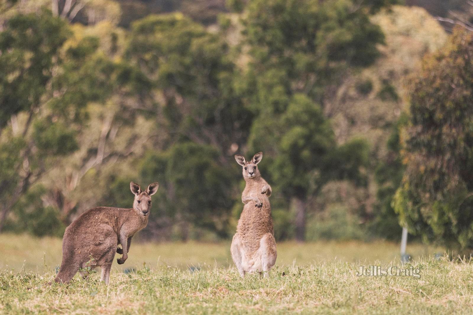 14 Eagleview Rise, Plenty image 12