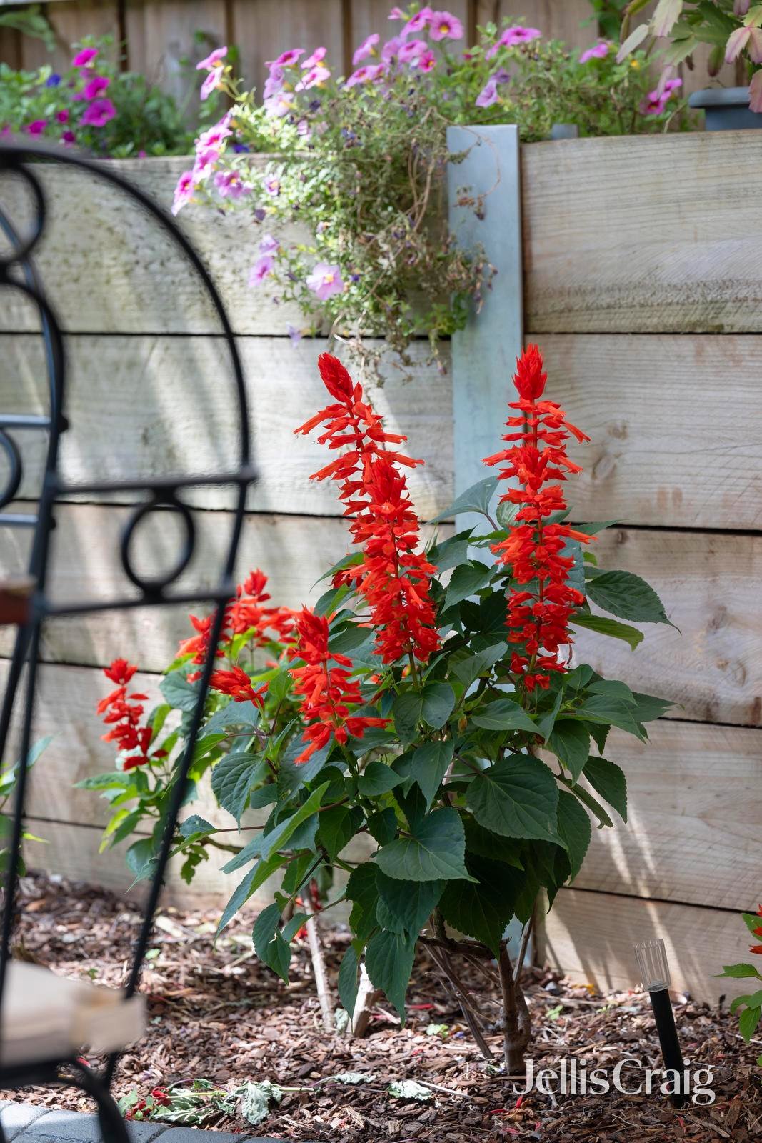 17 The Briars, Mooroolbark image 14