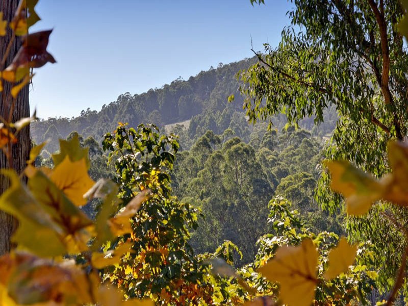 1707 Healesville/Kinglake Road, Toolangi image 11