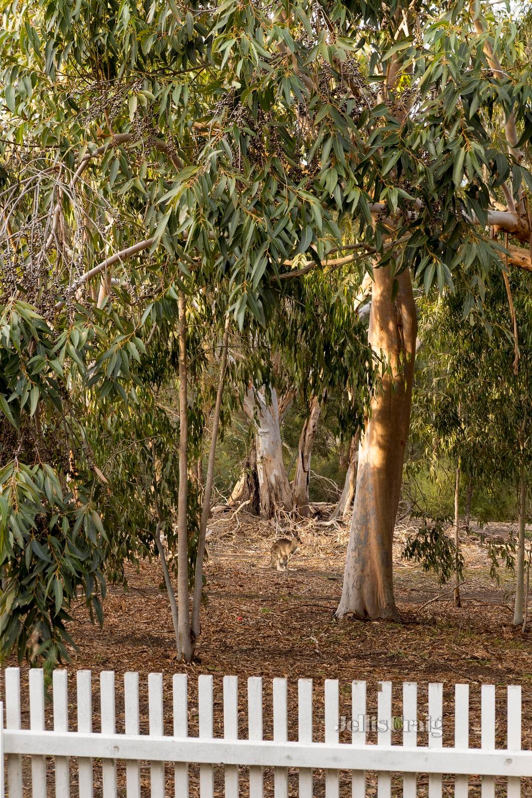 19 Greenwich Crescent, Bundoora image 10