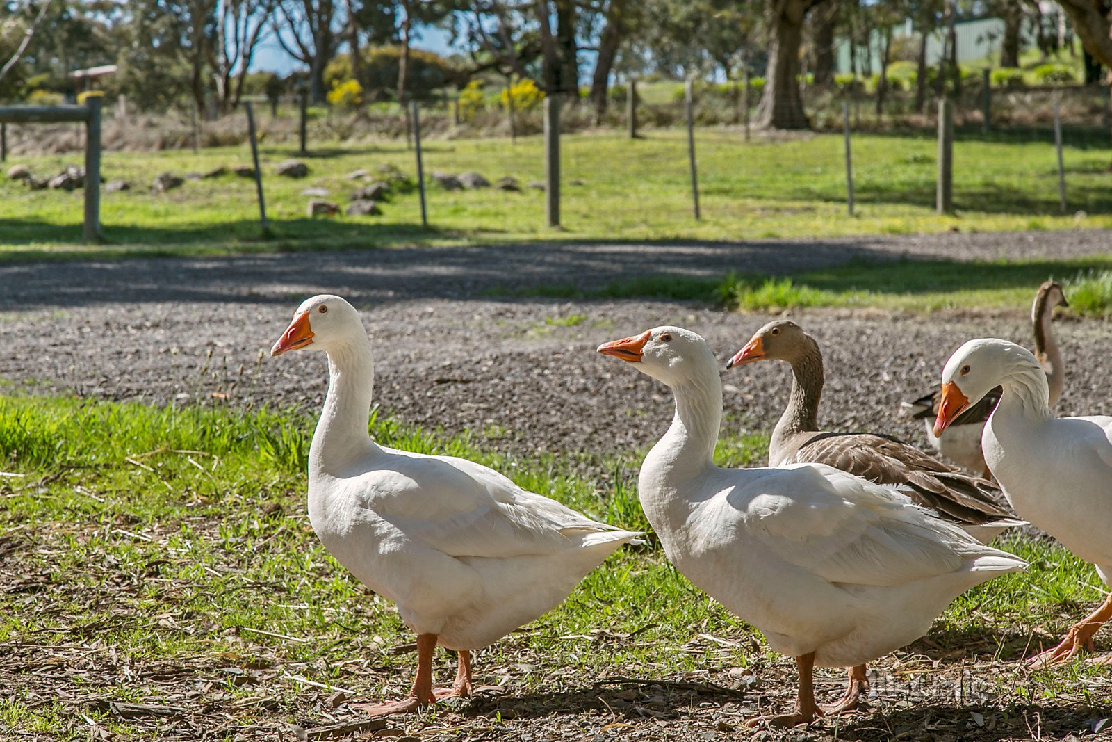 195 Baynton Road, Kyneton image 15