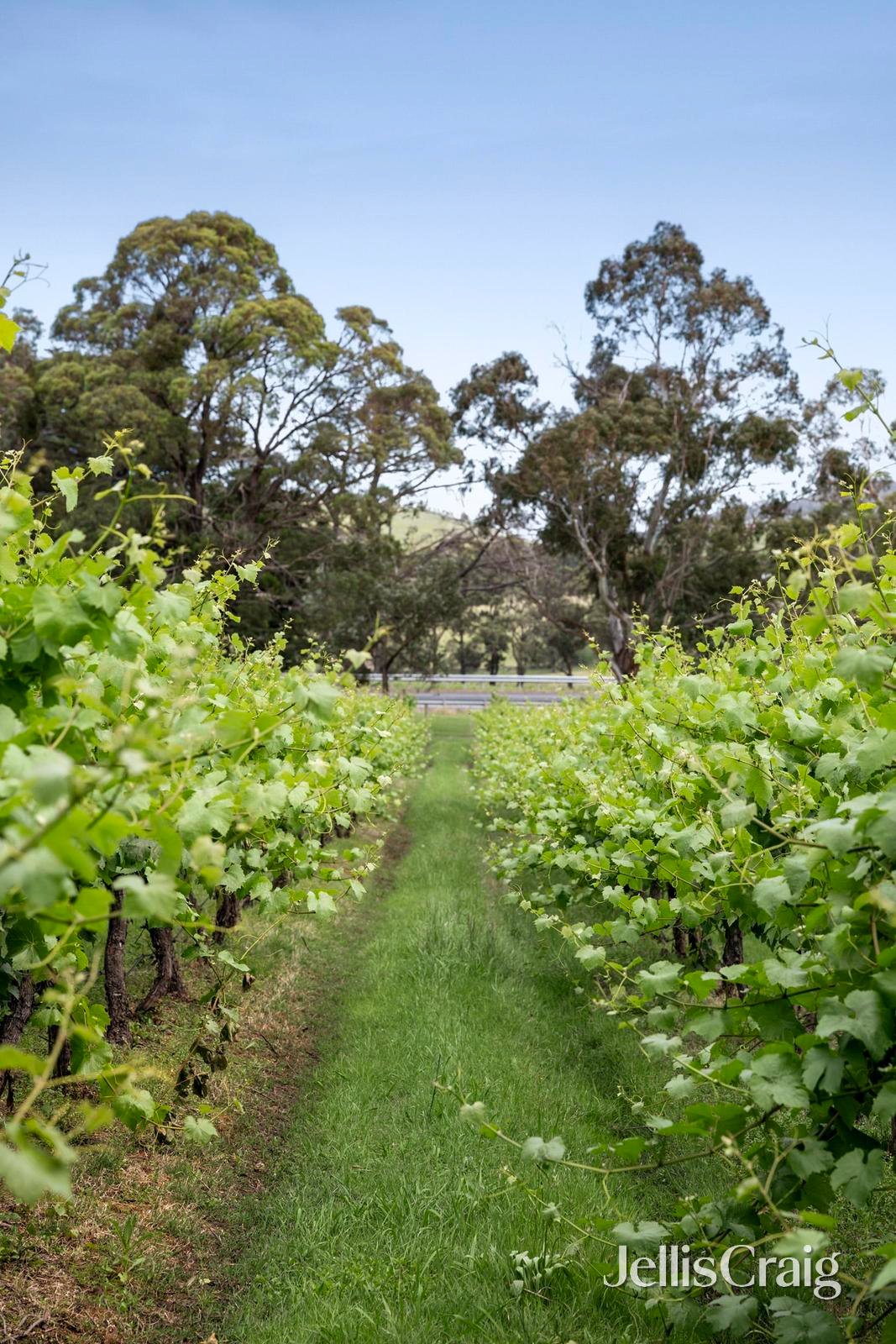 2 Maxwells Road, Coldstream image 13