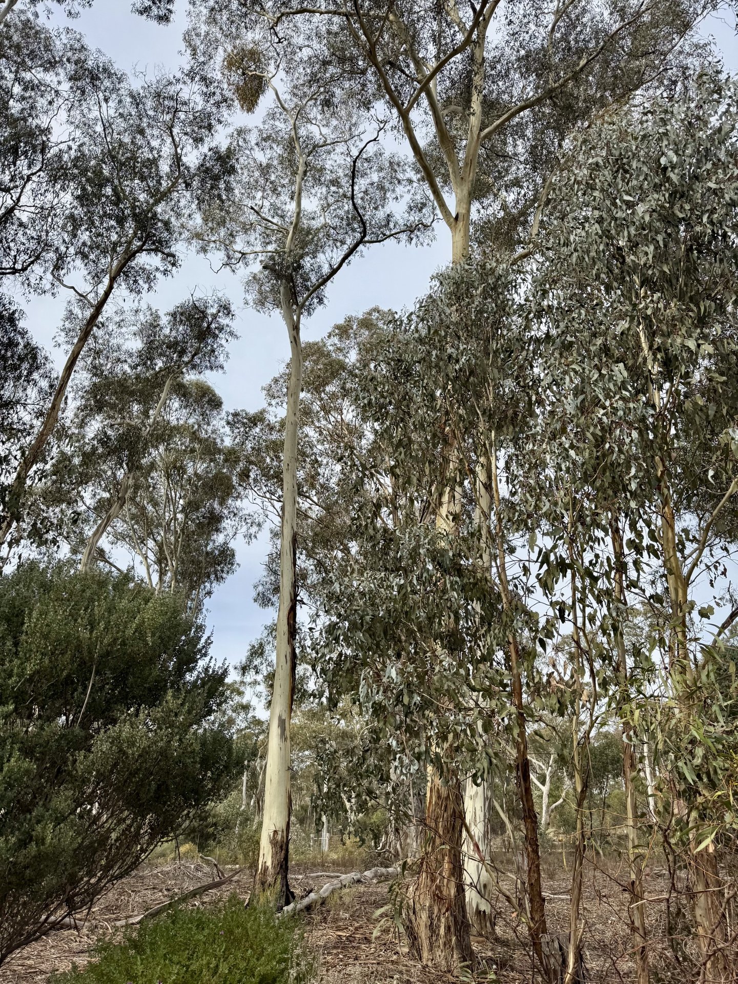 229a Colles Road, Moonlight Flat image 7