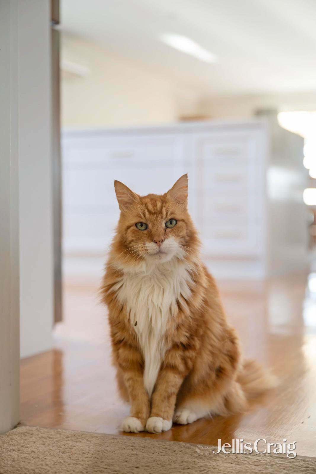 24 Drummer Hill Lane, Mooroolbark image 16