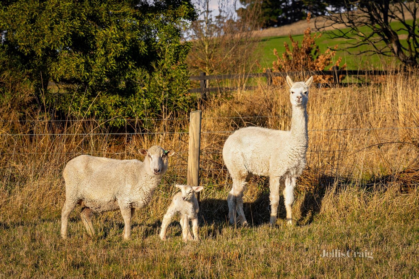 324 Glenisla Road, Glen Park image 15