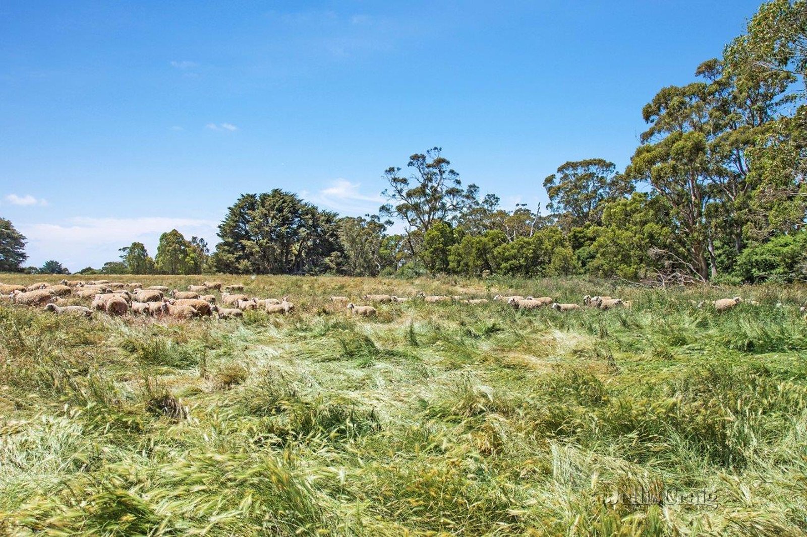 339 James Lane, Trentham East image 10