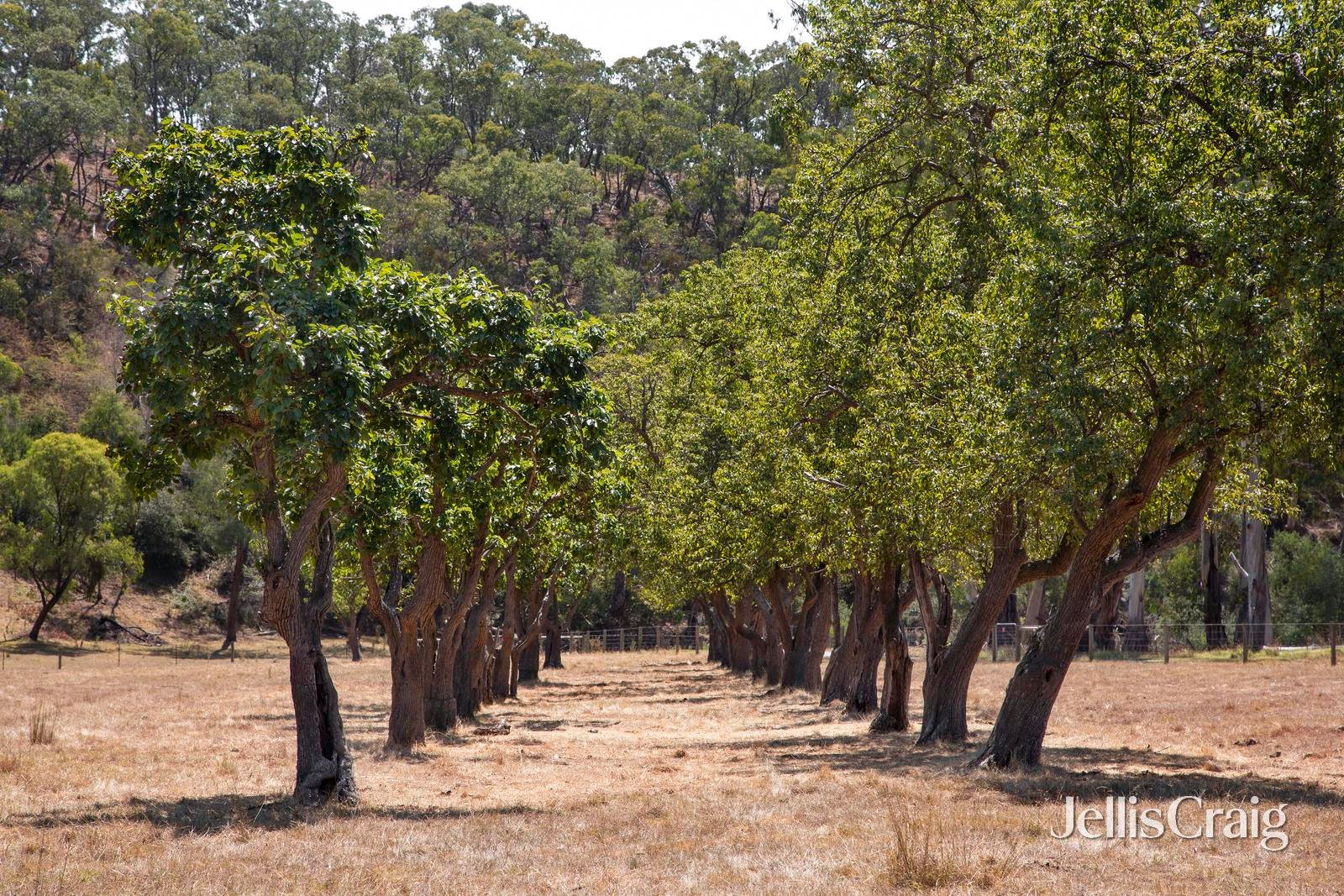 34 Bean Drive, Wattle&nbsp;Glen image 6