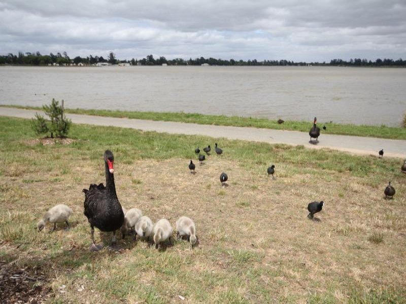 34. Victoria Avenue, Lake Wendouree image 14