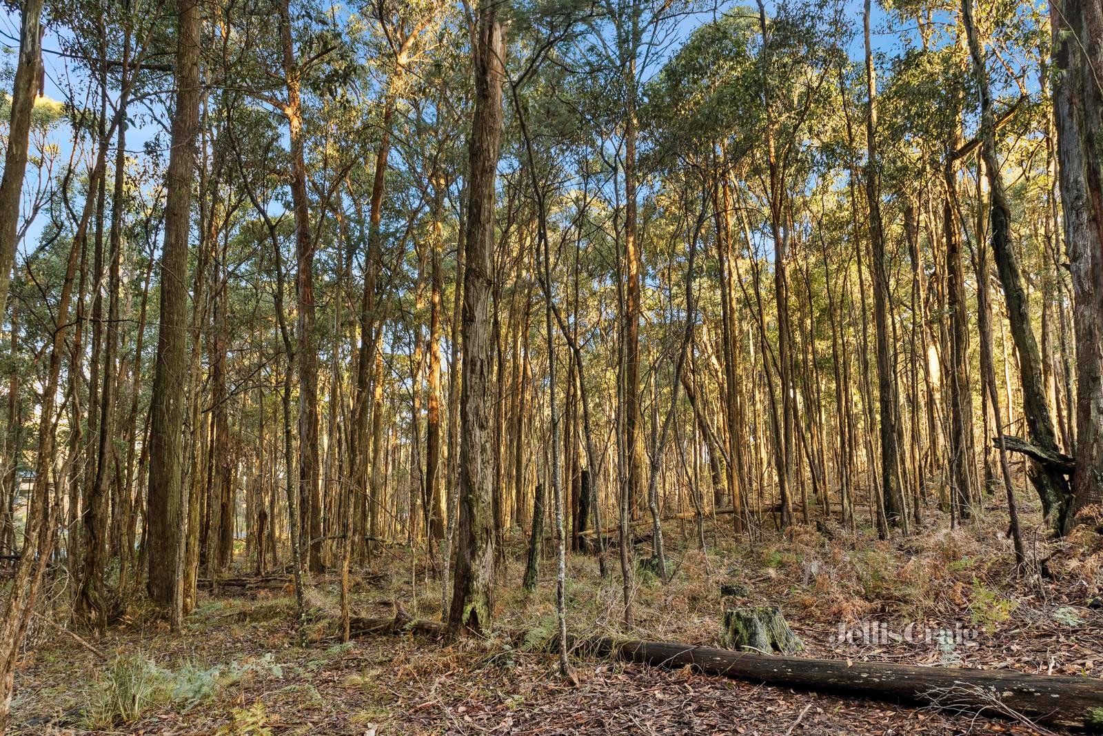 340 Trentham Spring Hill Road, Spring Hill image 7