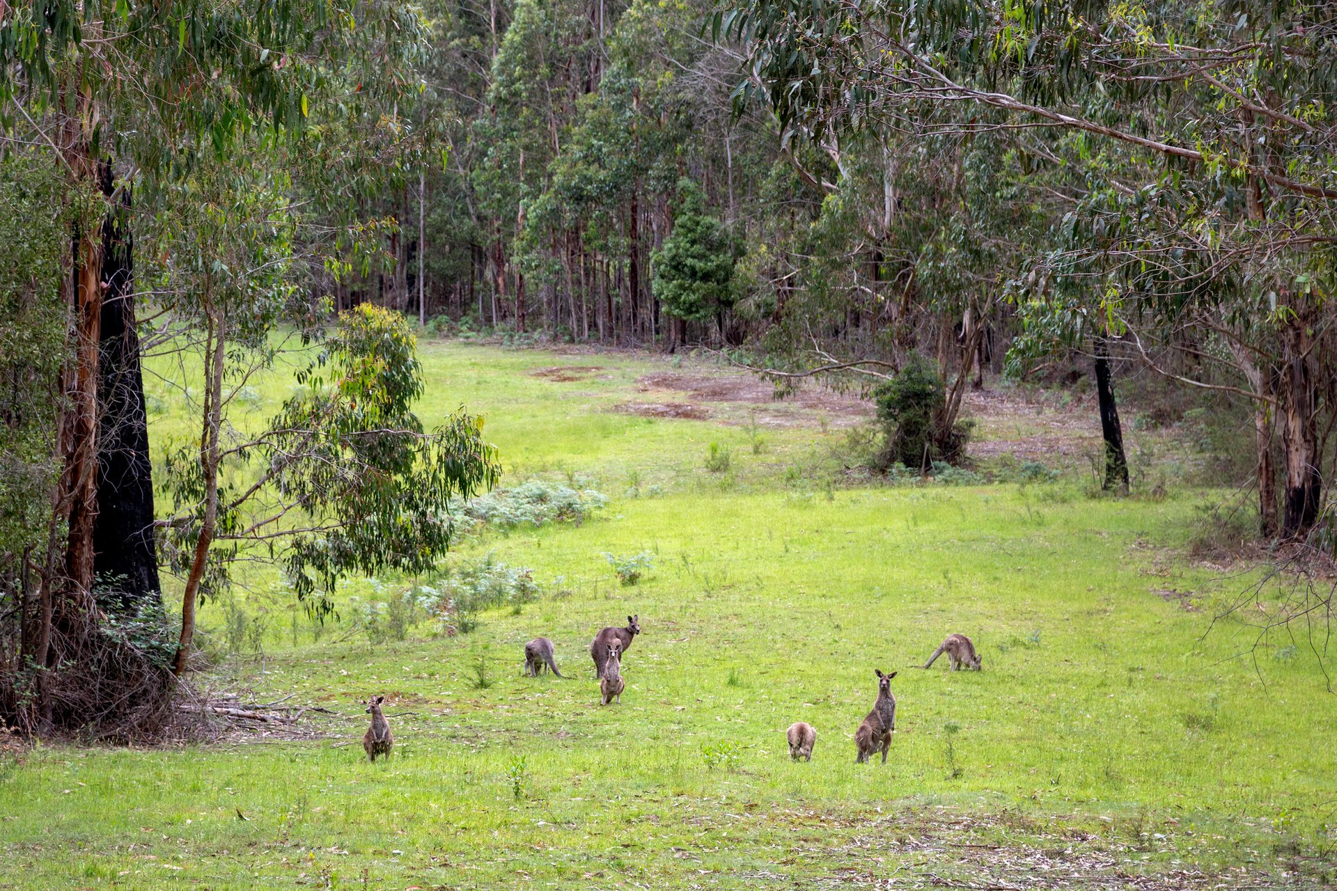 355 Chadds Creek Road, Strathewen image 21