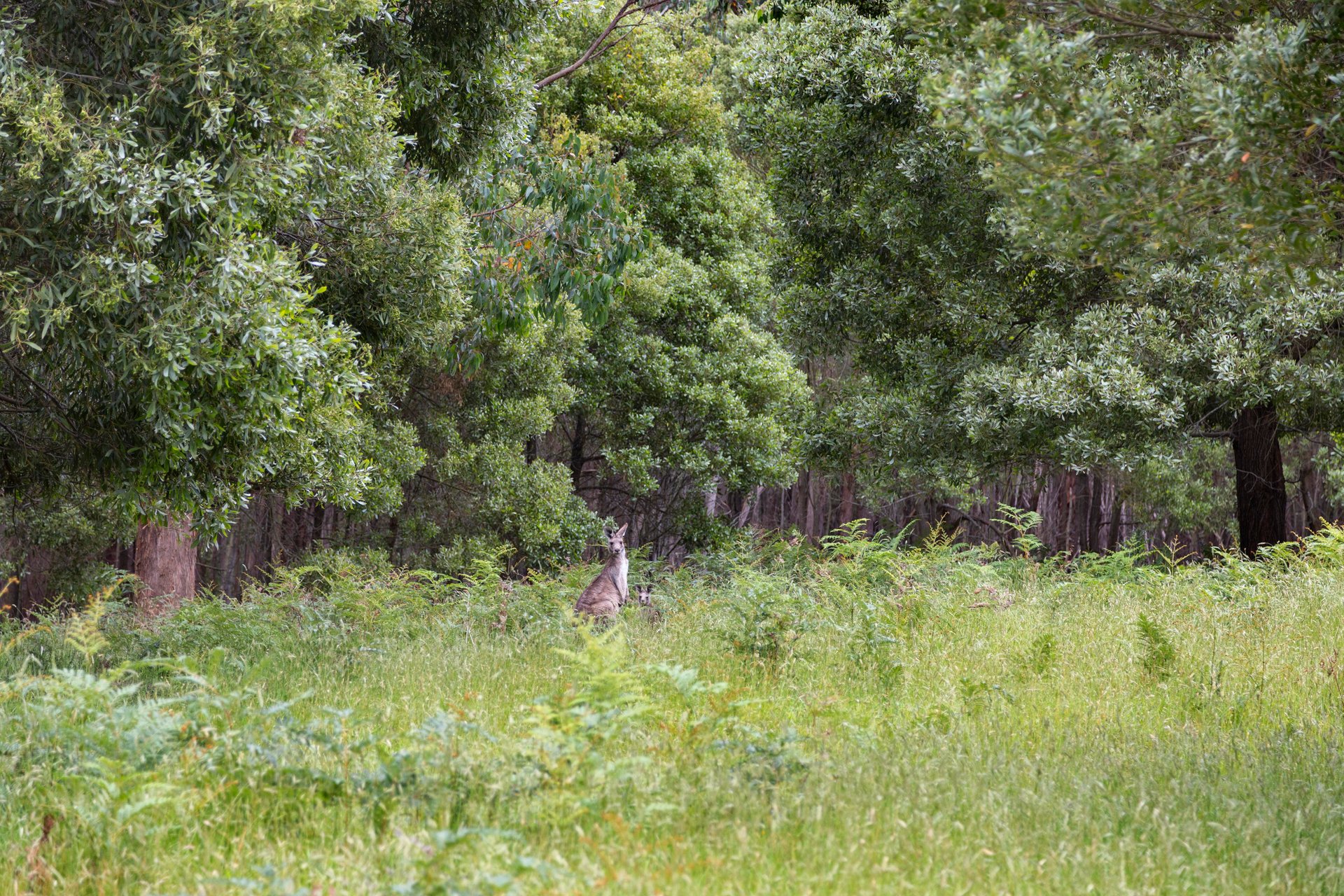 355 Chadds Creek Road, Strathewen image 22