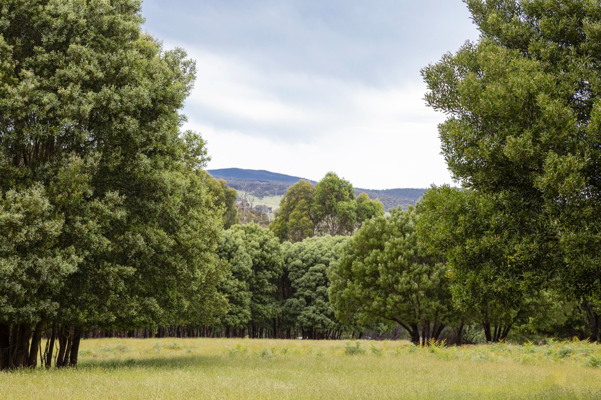 355 Chadds Creek Road, Strathewen image 24