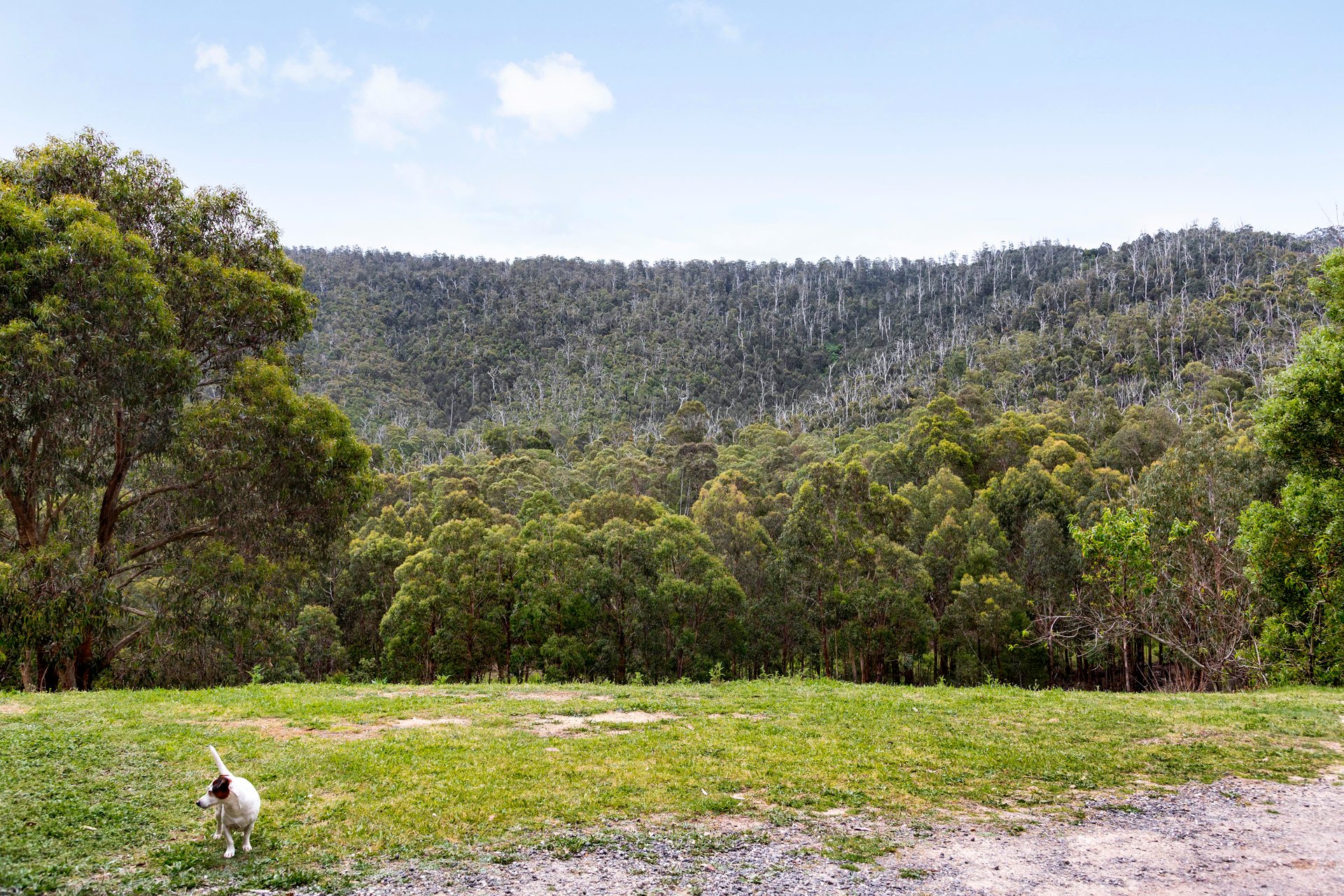 355 Chadds Creek Road, Strathewen image 25